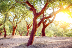 iStock-879261496-1-300x200 Accueil
